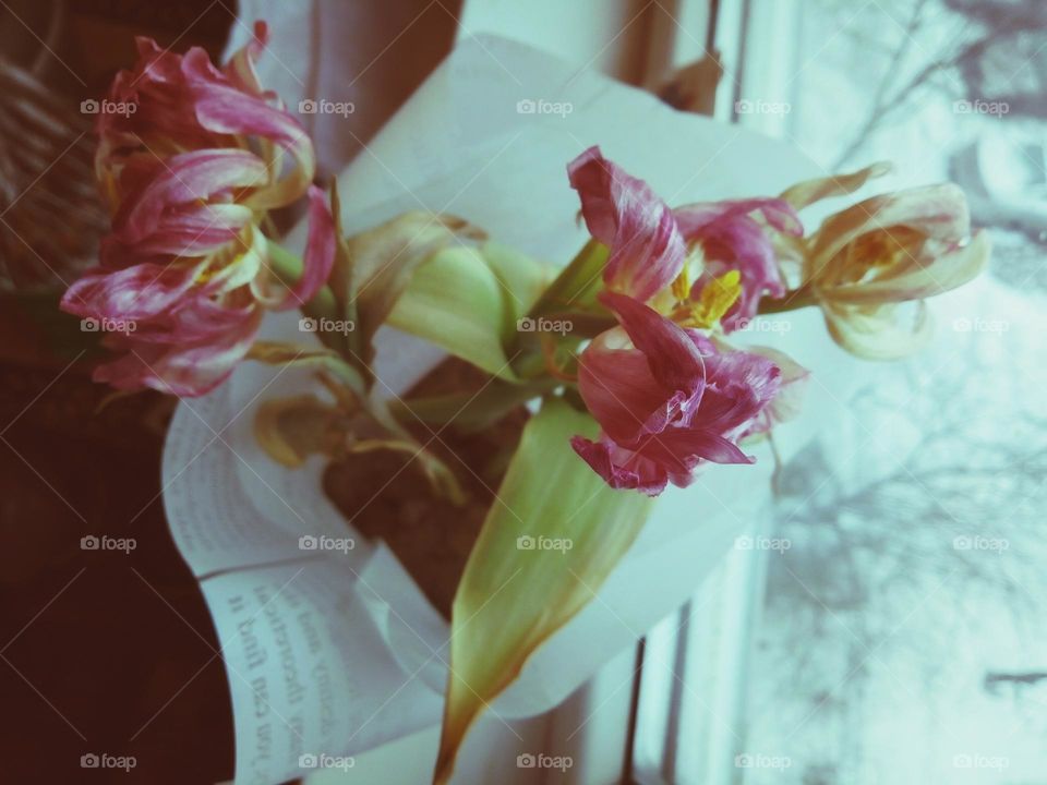 Aesthetics of a bouquet of pink tulips