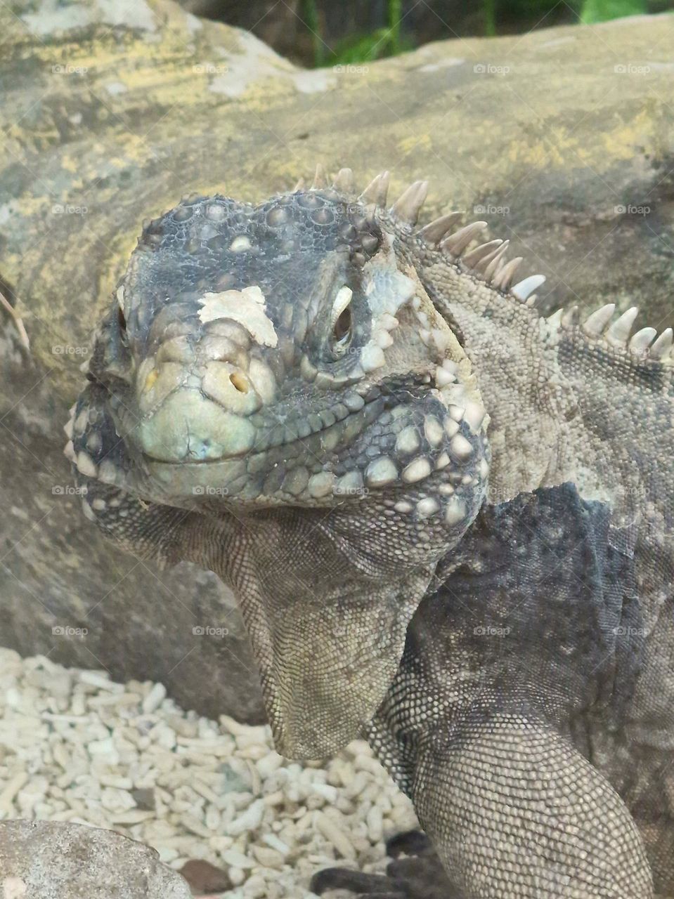 iguana