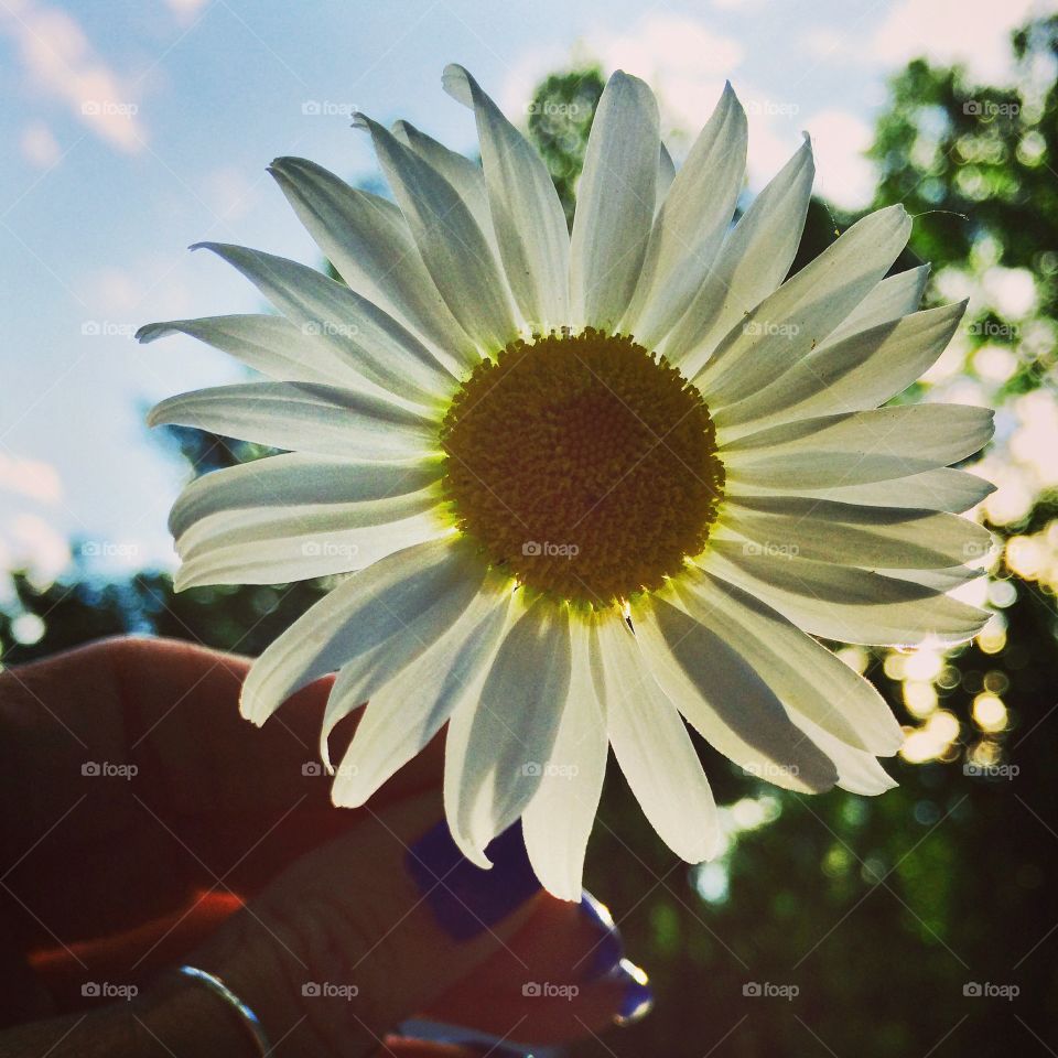 Daisy. Flower