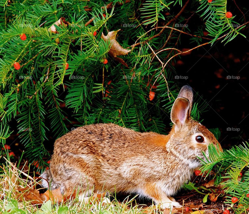 Bunny in the park