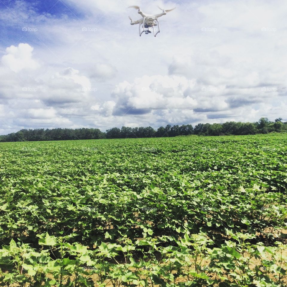 Drone flying over a cotton field 
