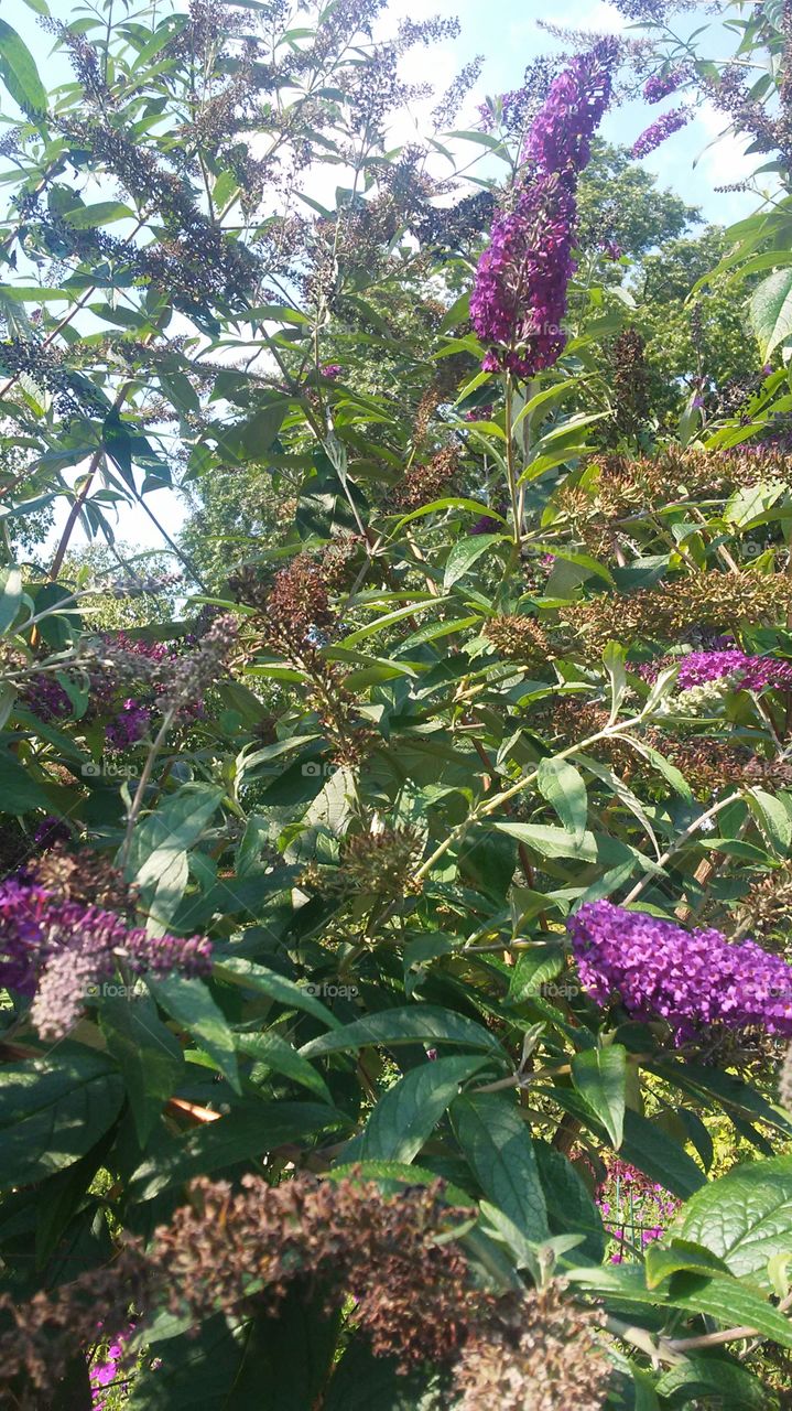 Flower, Flora, Nature, Leaf, Shrub