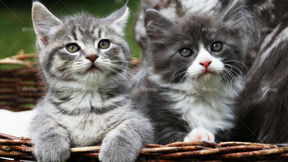 Could you believe that it is possible to fill a basket with love?