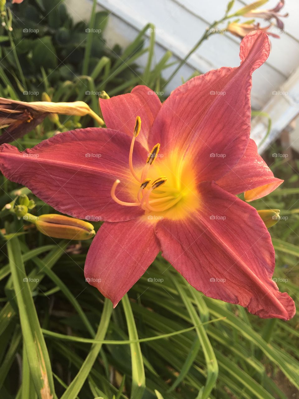 Mauve summer flower