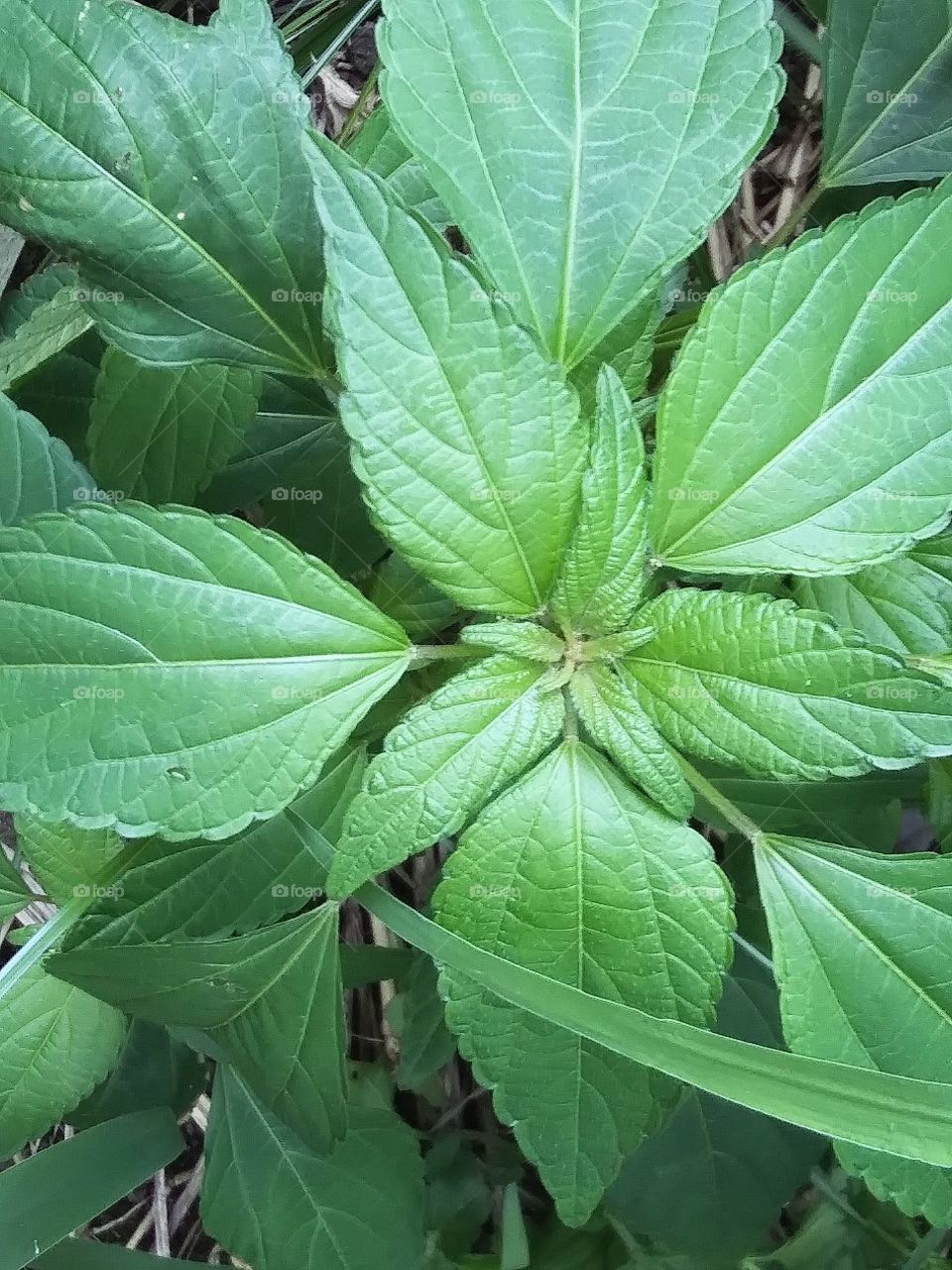 pattern of leaves