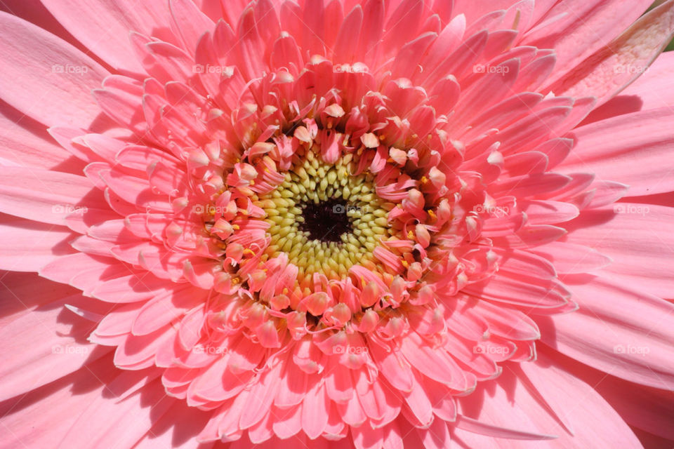 nature pink flower wild by kshapley