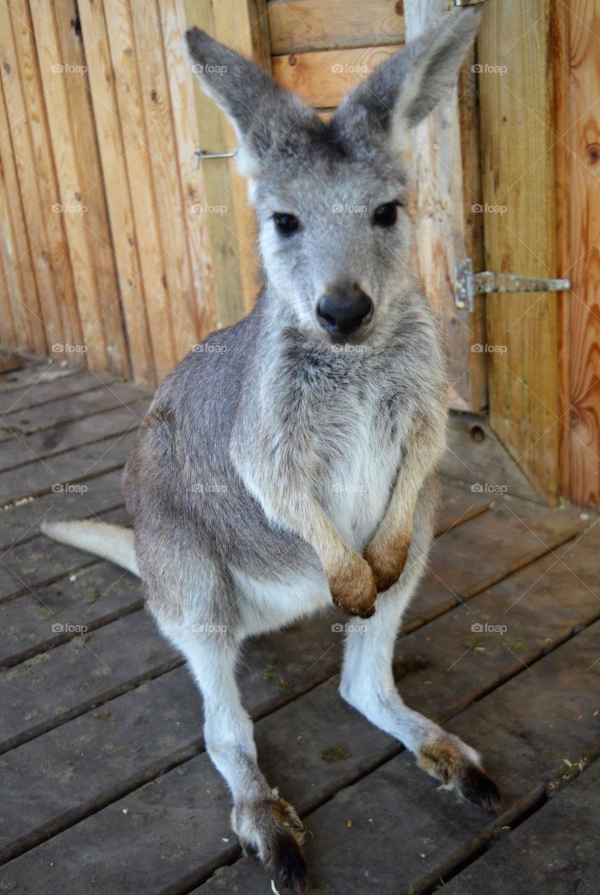 Kangaroo