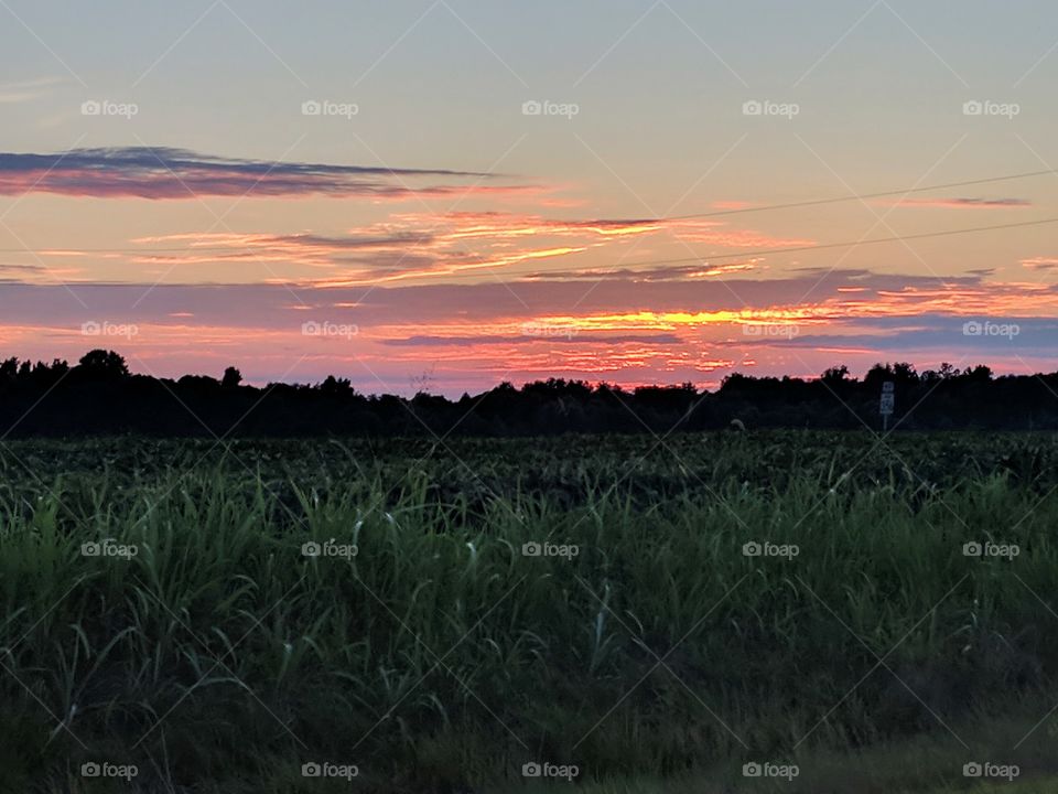 sunset in a corn field