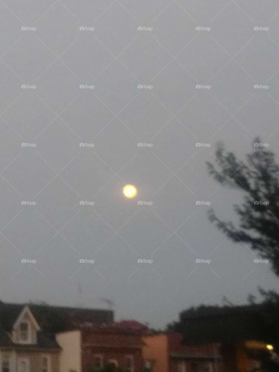 tree moon at dawn yellow moon