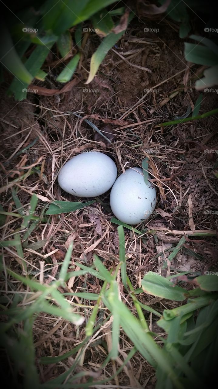 blue eggs. birds