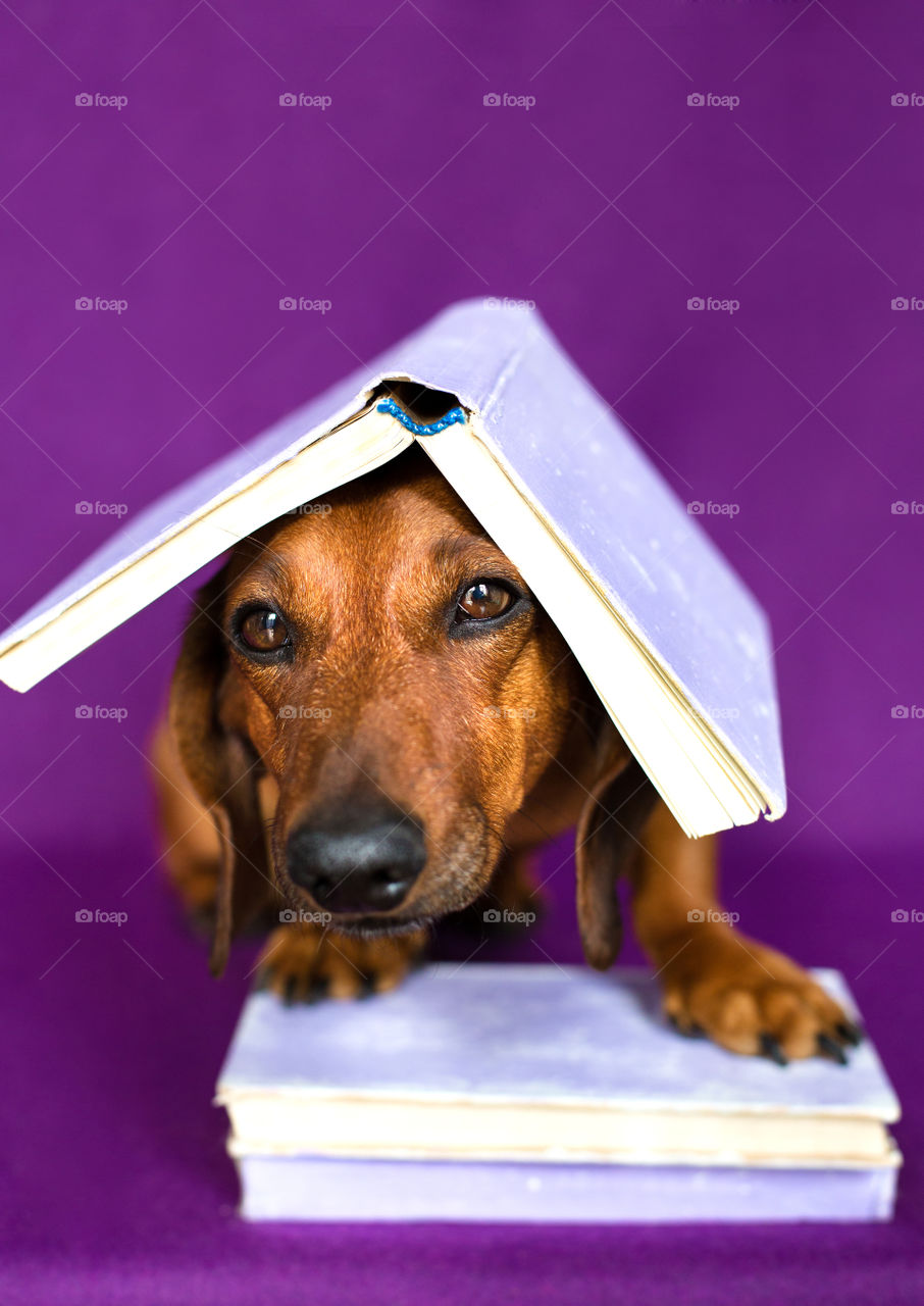 Dog with books