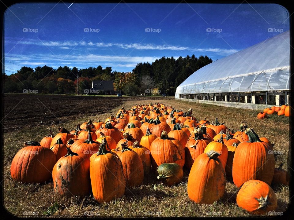 Pumpkin farming