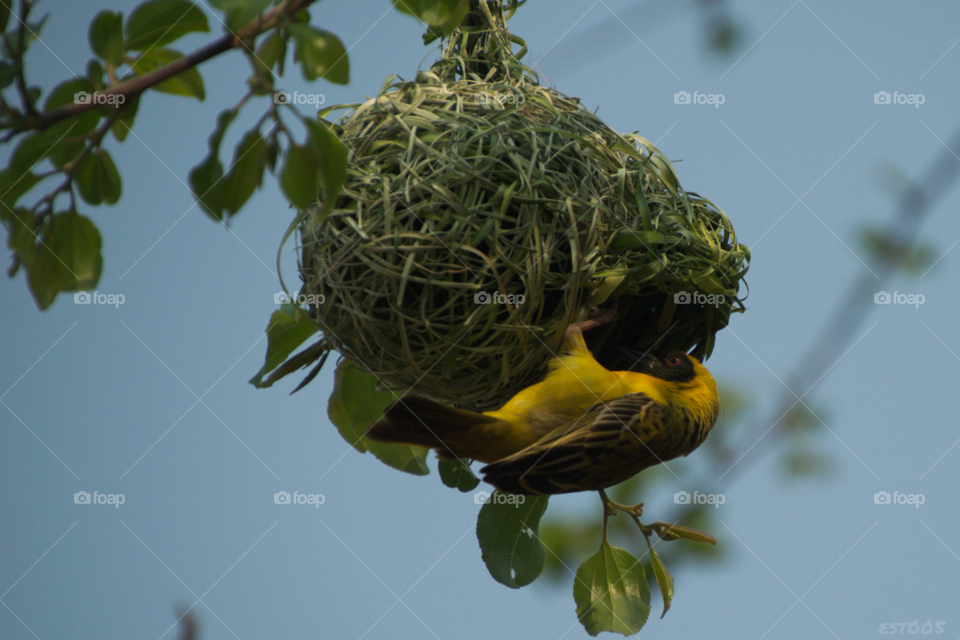 Weaver and nest