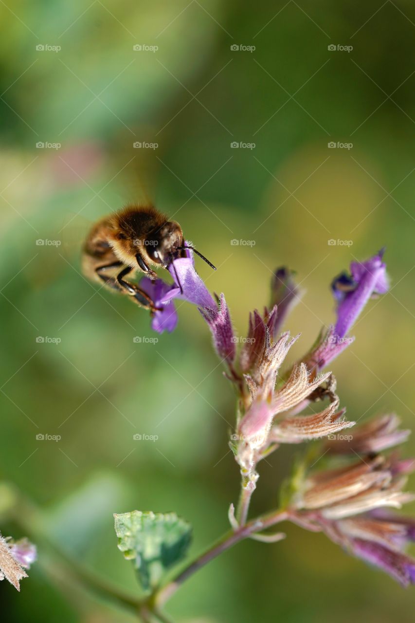 bee