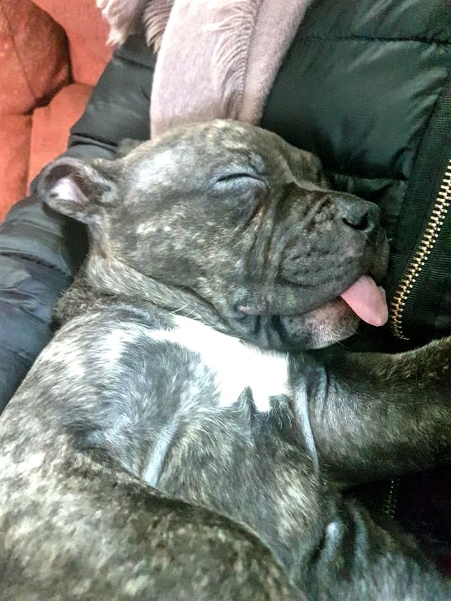 American bully