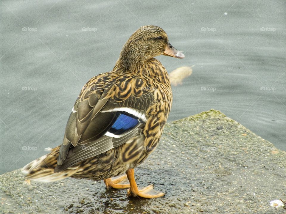 Beautiful duck
