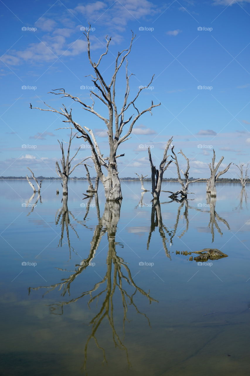 Mirror reflections of dead trees on a lake