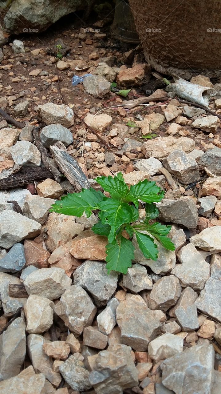 No Person, Desktop, Nature, Leaf, Flora