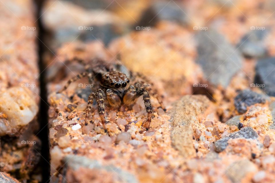 A macro portrait of a jump spider. it is a bit cute if you look at the eyes of the insect.