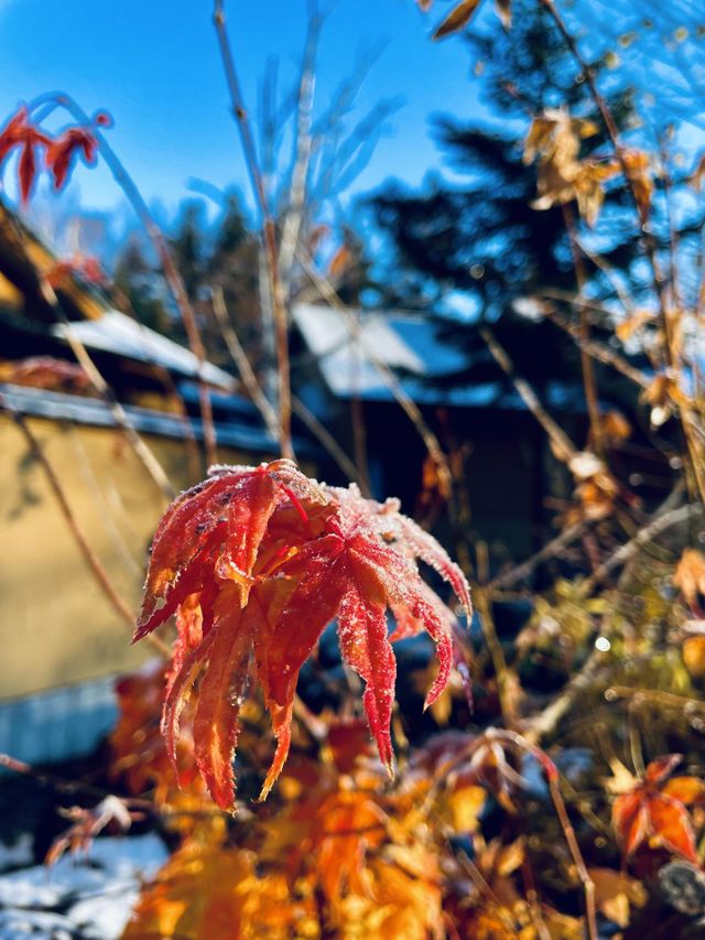 Icy frozen 