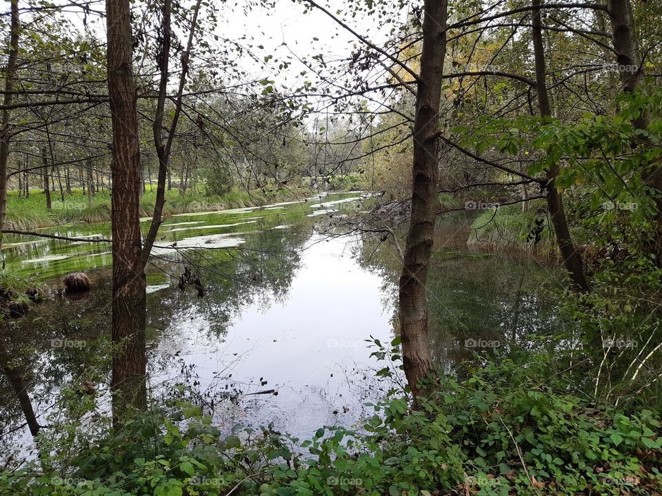 natural park in Italy with lot of water where plants reflect them