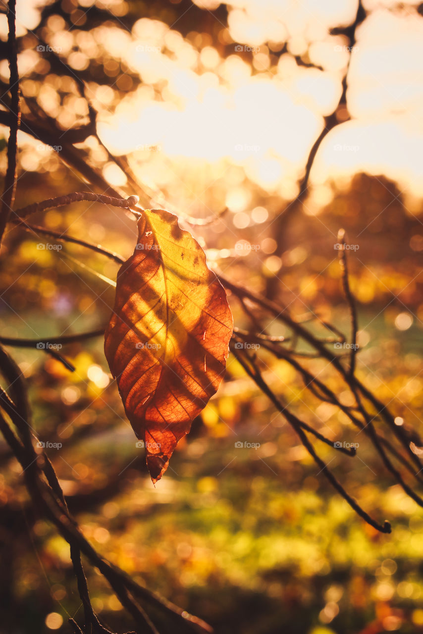 Yellow autumn leaf