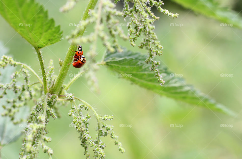 Ladybugs love on green plant stem, close up