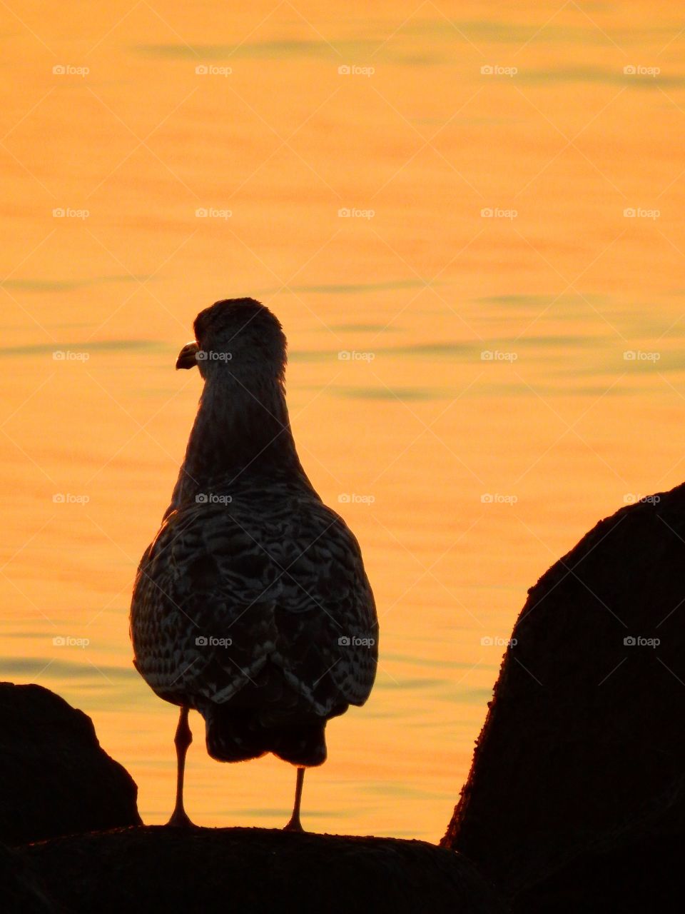 Seagull in dusk