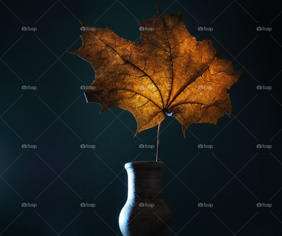 A fallen autumn maple leaf stands in a small clay vase.  Still life
