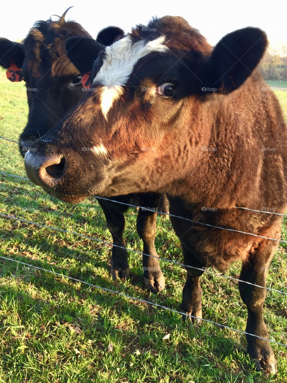 Two friendly steers, standing and looking over a wire fence in a grassy pasture on a bright spring morning