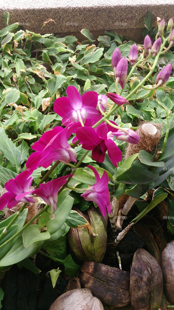 orchids. pretty plant