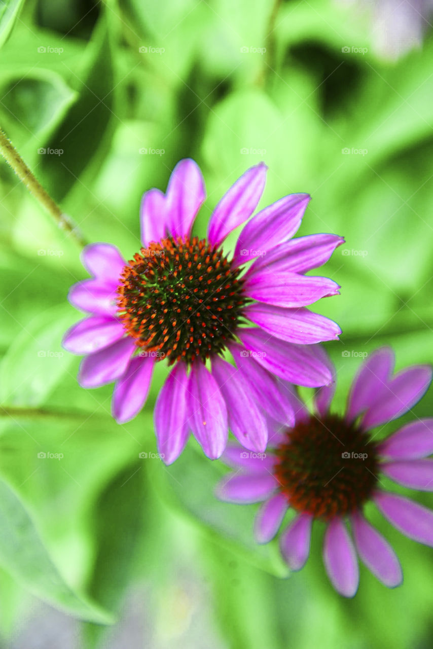 purple coneflower. coneflower in bloom