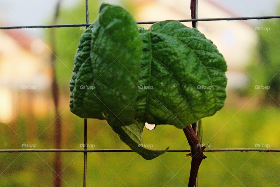 leaf ather rain. A drop of wather.