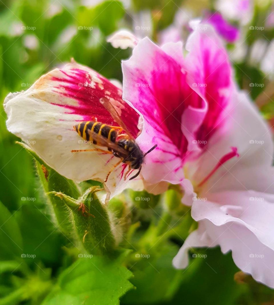 English geranium