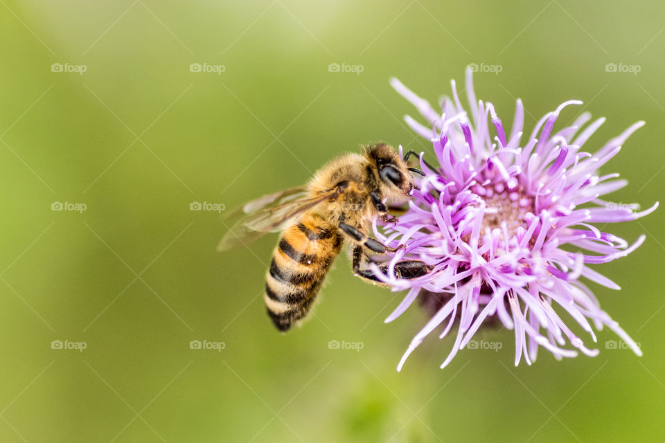 honeybee on the thistle