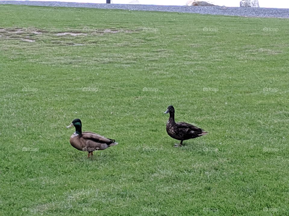 A Mallard and his Wife Duck- at  Oquirrh Lake Park in South Jordan, Utah. Daybreak.