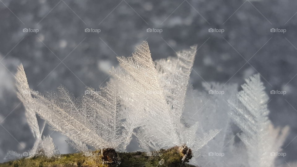 Beautiful ice crystals