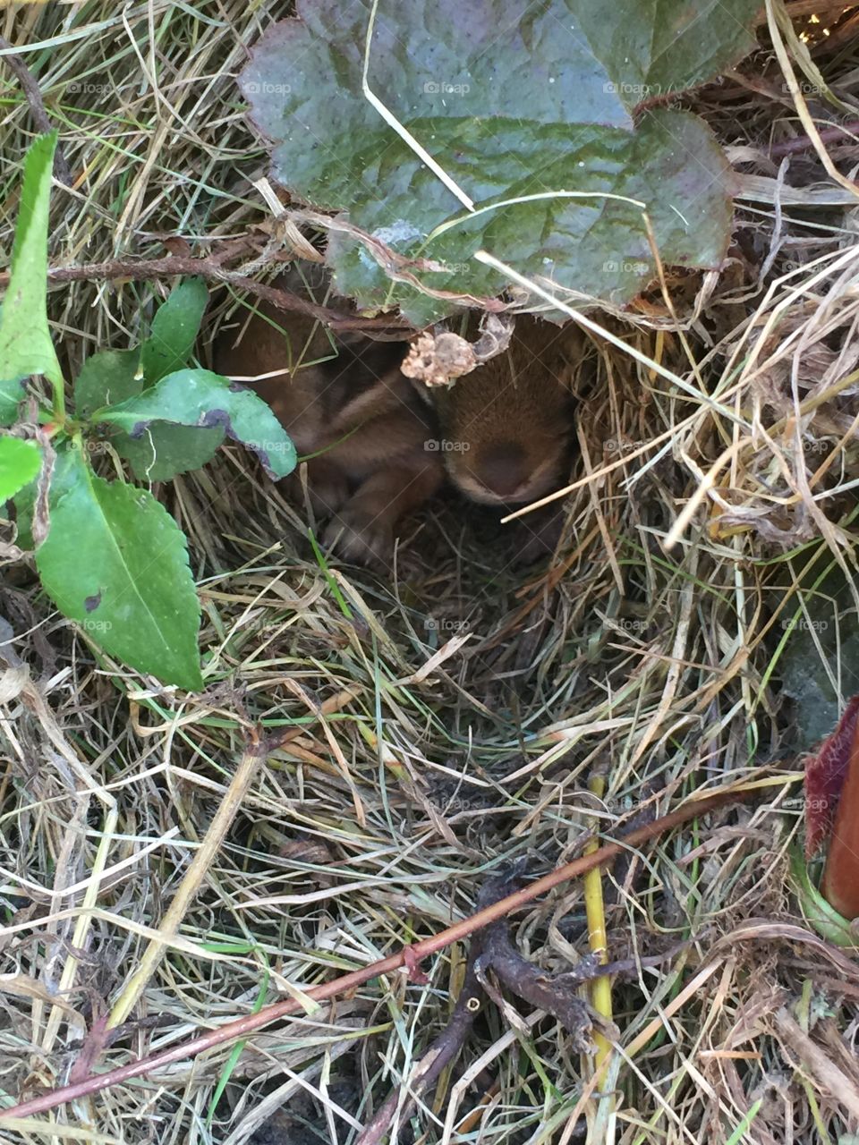 Bunny Nest