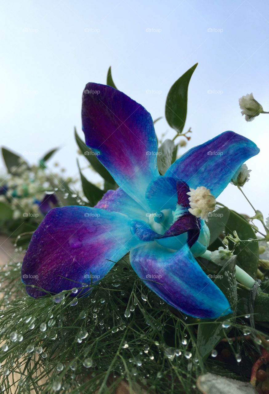 Blue Orchid. Morning dew 