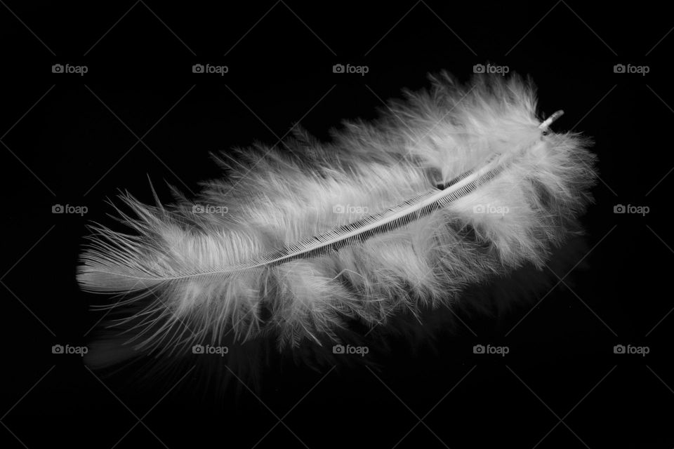 White feather on black background