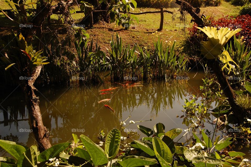 Pond
