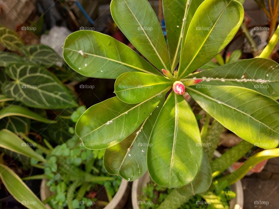 A young frangipani flower that is not in bloom yet