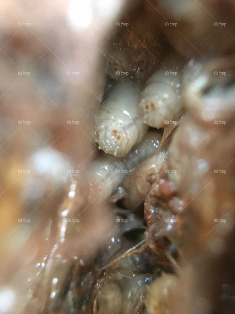 Maggots on a beef bone closeup macro 