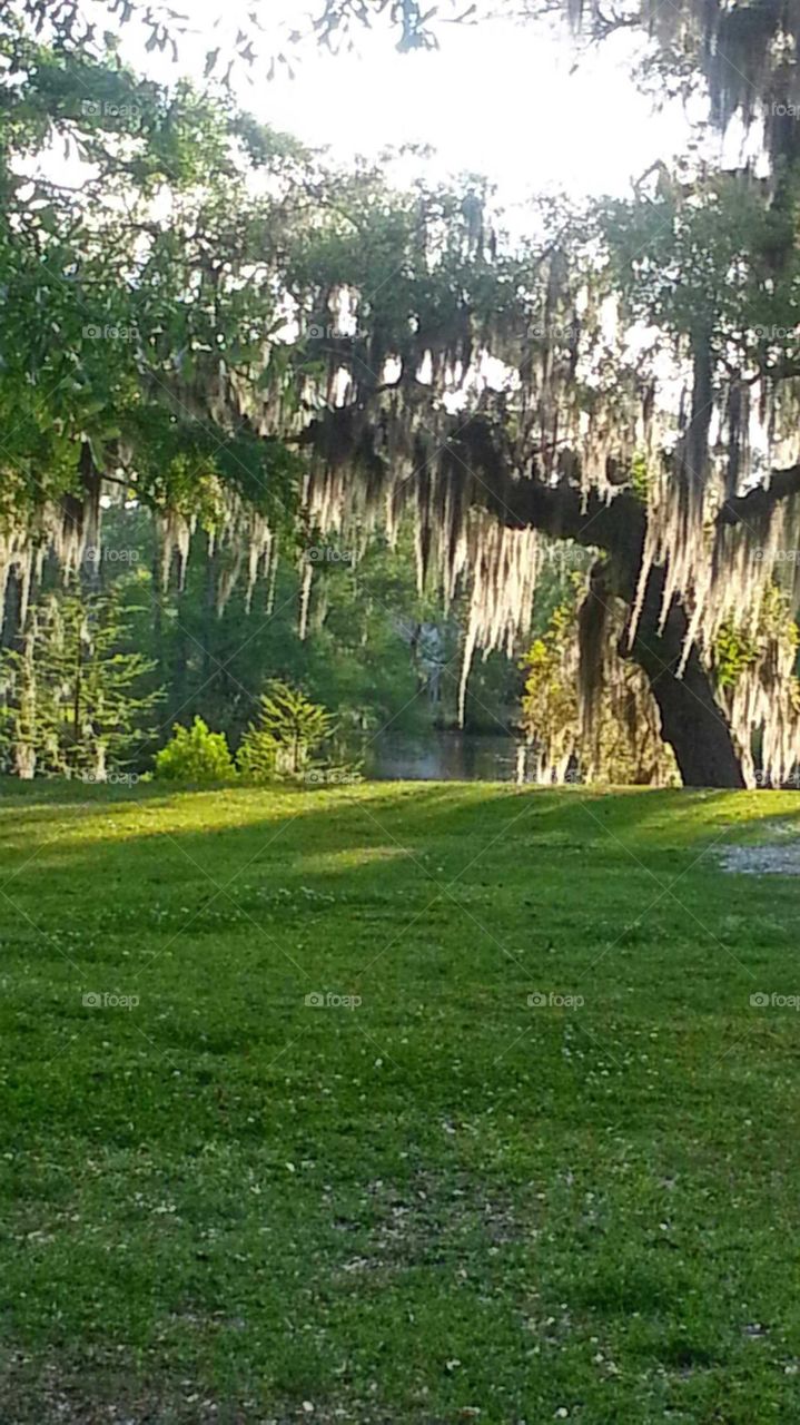 moss covered tree on the bayou