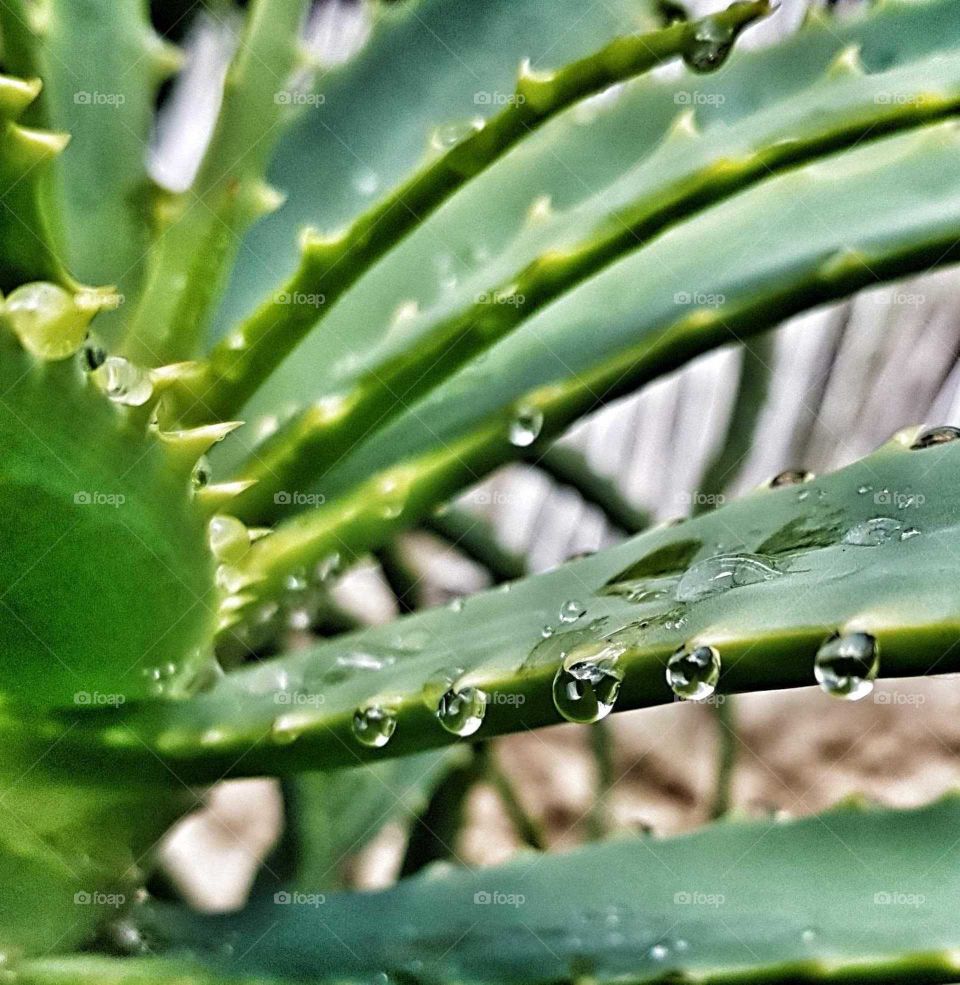 Raindrops lined up and hanging of the sharp spikes of an alien plant. Sensational after a sun shower.