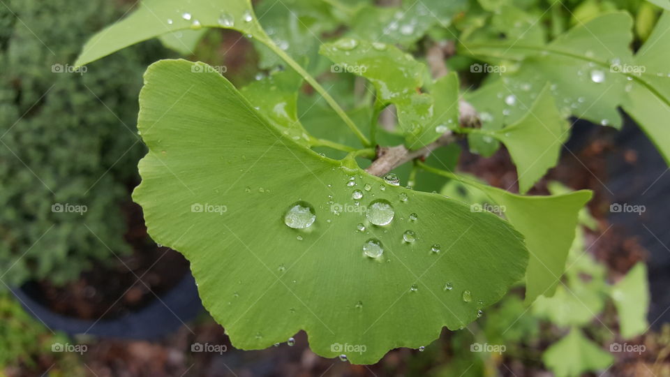 Gingko After the Rain