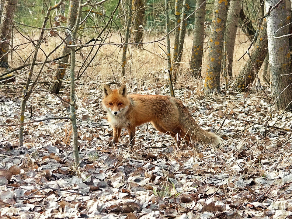 Fox in Chernobyl
