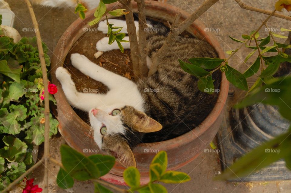 the kitty and the flower