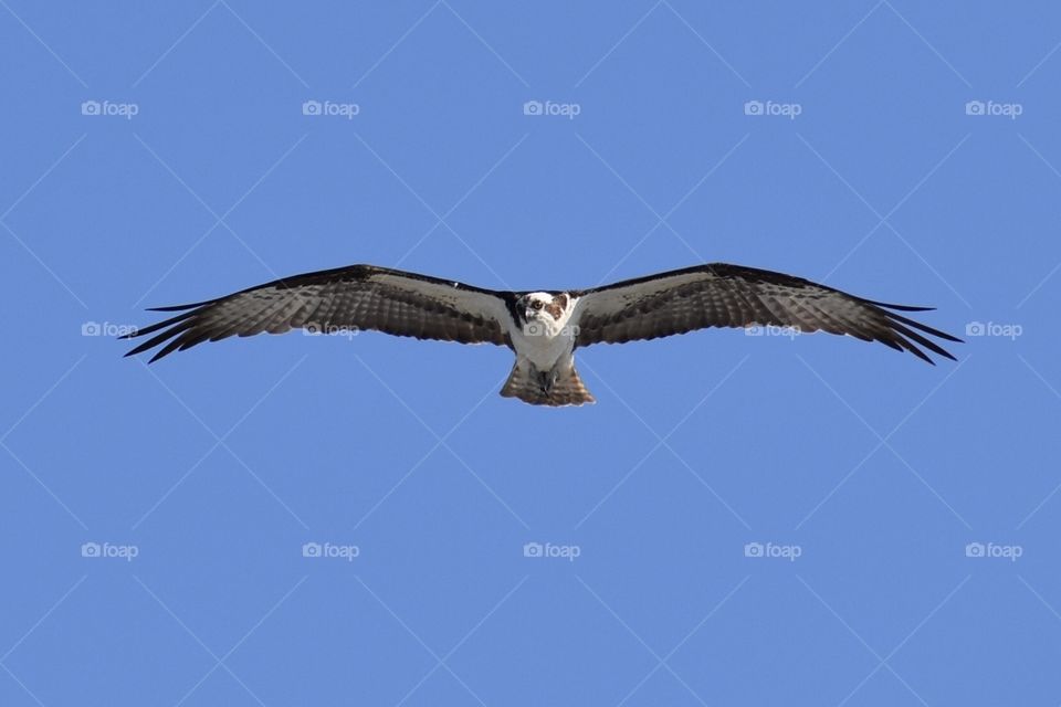 Osprey in flight