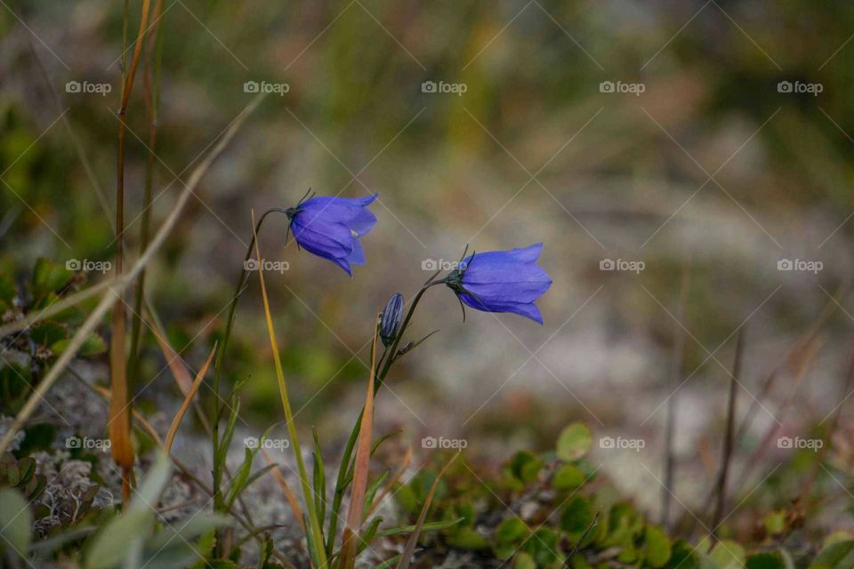 Flower, Nature, Flora, Grass, Outdoors